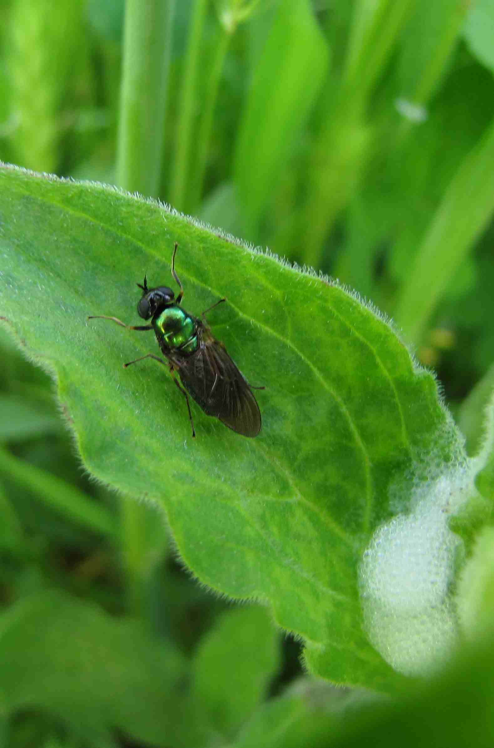 Chloromyia formosa